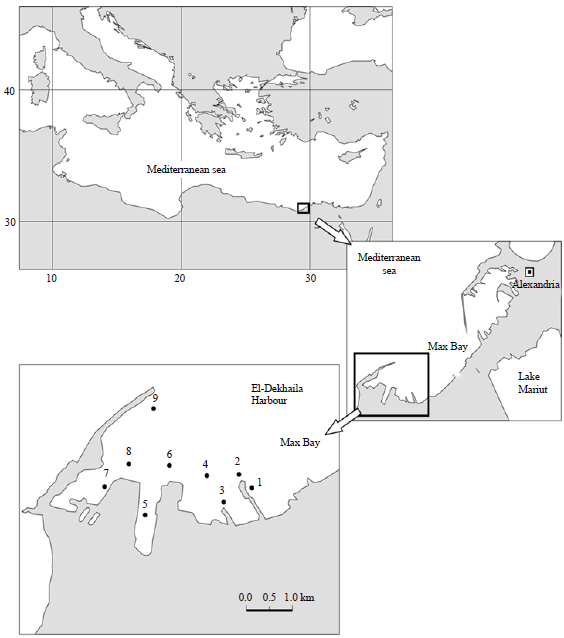 Image for - Factors Regulating Composition and Abundance of Phytoplankton in El Dekhaila Harbor, South-Eastern Mediterranean Sea, Egypt