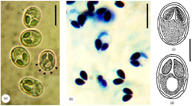 Image for - Three New Species of Myxobolus (Myxosporea: Myxobolidae), Parasites of Barbus callipterus Boulenger, 1907 in Cameroon