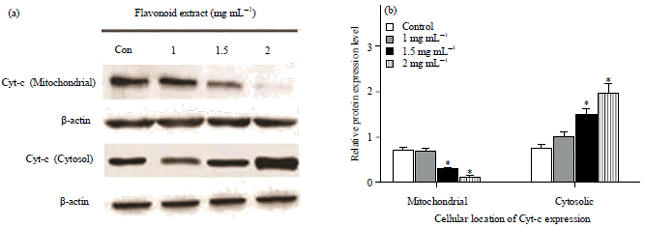 Image for - Cytotoxicity Effects of Flavonoid Extract of Morus alba Leaves in Hela Cell Line