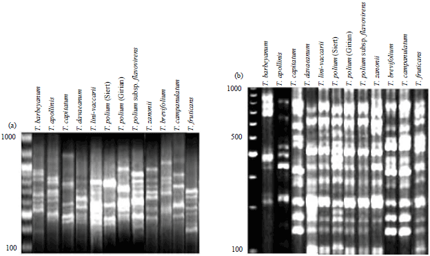 Image for - Molecular Characterization of Teucrium L. (Lamiaceae) as a Prerequisite for its Conservation