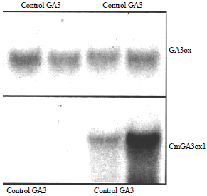 Image for - Genetically Modified Organism Using ABA GA3 and IAA Hormone: Regulated Gene Expression