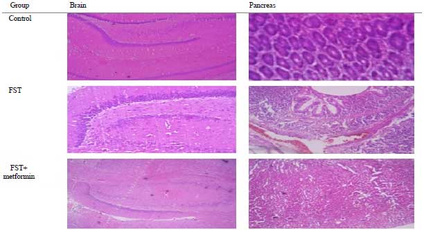 Image for - Neuroprotective Potential of Metformin against Forced Swimming Induced Neurodegeneration Wistar Albino Rats