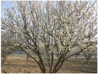 Image for - Flowering Phenology of European Plum (Prunus domestica L.) in the Semi-arid Environment of North-west India