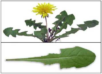 Image for - Nutritional and Pharmacological Potential of Ethanol Leaves Extract of Taraxacum officinale