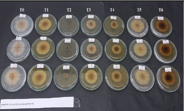 Image for - Antifungal Potential of Some Plant Extracts Against Colletotrichum gloeosporioides Causal Organism of Papaya Anthracnose Disease