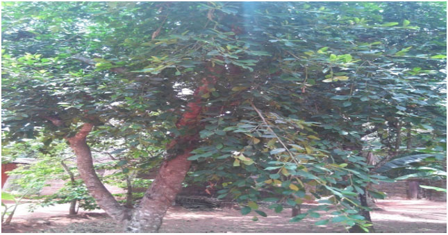 Image for - Physicochemical Characteristics of Ficus microcarpa Leaf Meals Harvested in Southeastern Nigeria