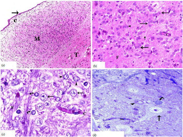 Image for - Histochemical, Immunohistochemical and Ultrastructural Identification and Characterization of Neurosecretory Cells of Pineal Gland