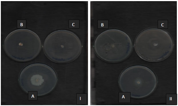 Image for - Anti-fungal Potential and Brine Shrimp Lethality Assay of in vitro Raised Clones of Celastrus paniculatus