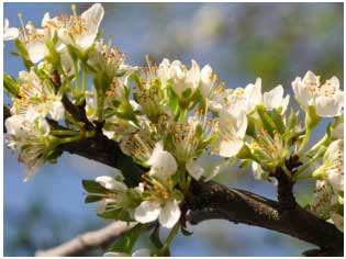 Image for - Flowering Phenology of European Plum (Prunus domestica L.) in the Semi-arid Environment of North-west India
