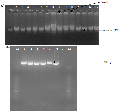 Image for - Molecular Characterization of Antibiotic Resistance Genes in Escherichia coli from Clinical and Environmental Samples in Ghana