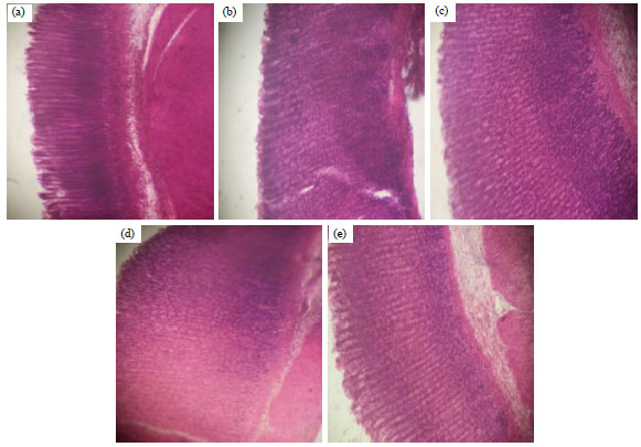 Image for - Enhanced Gastric Mucus Production by Syzygium guineense Leaf Extract Mediates is Antiulcer Properties