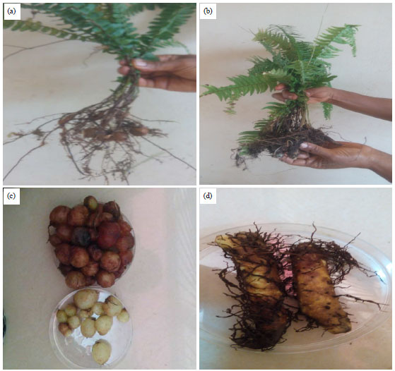 Image for - Nutritional Composition and Germination Pattern of Nephrolepis cordifolia and Nephrolepis undulata Tubers
