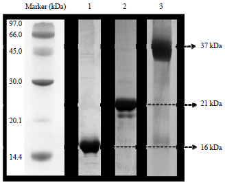 Image for - Thermal Stability Properties of A 35-KDa FK506-binding Protein of Plasmodium knowlesi