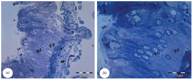 Image for - Histological and Ultrastructure Alterations in the Midgut of Blaps polycresta and Trachyderma hispida (Coleoptera: Tenebrionidae) Induced by Heavy Metals Pollution