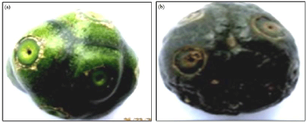 Image for - Evaluation of Cytological and Morphological Traits of Morinda lucida Benth. - An Under-exploited Tropical Species