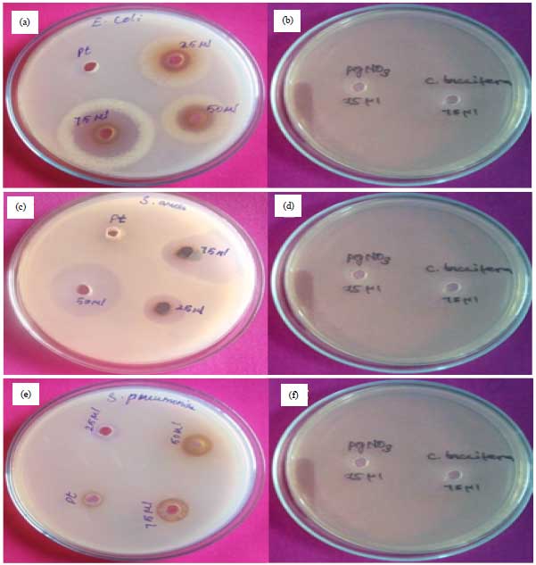 Image for - Antibacterial Potential of Cippadessa baccifera Leaf Extract Mediated AgNPs Against Multi-drug Resistant Bacterial Isolates