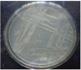 Image for - Biosorption of Zinc from Aqueous Solution by the Bacterial Strain, Morganella morganii ACZ05