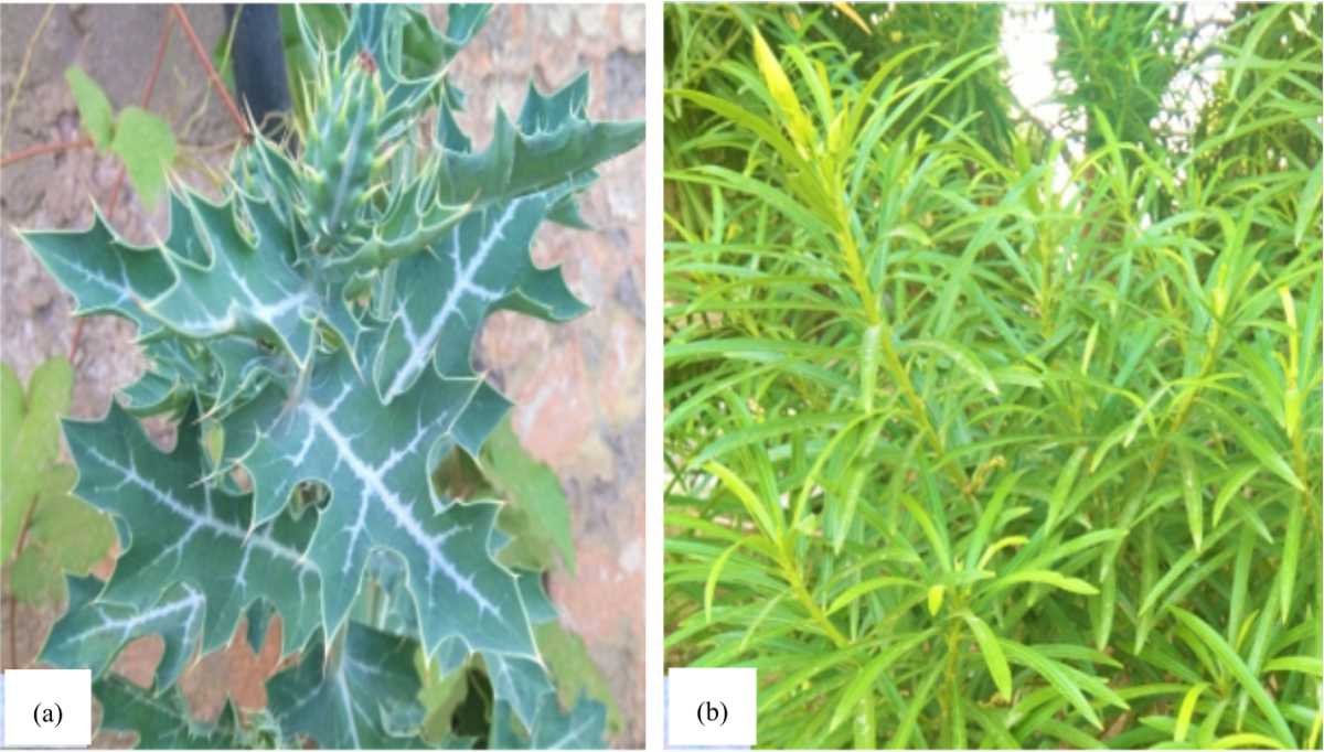 Image for - Comparative Phytochemical Characterization of the Argemone mexicana and Thevetia peruviana Leaves Extracts