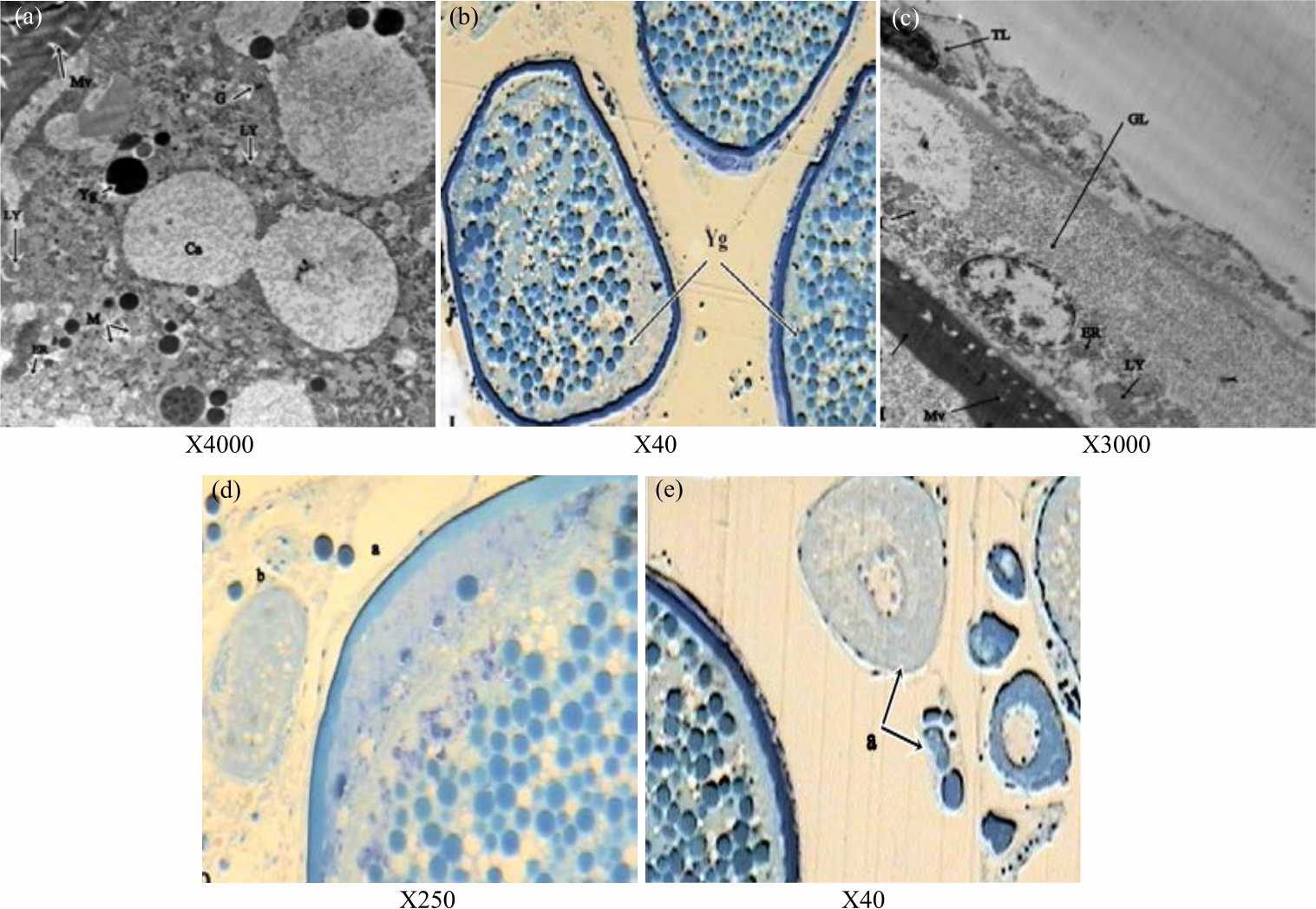 Image for - Variation in the Reproductive Biology of Female Rabbitfish Siganus rivulatus with Histological and Ultrastructural Evidence