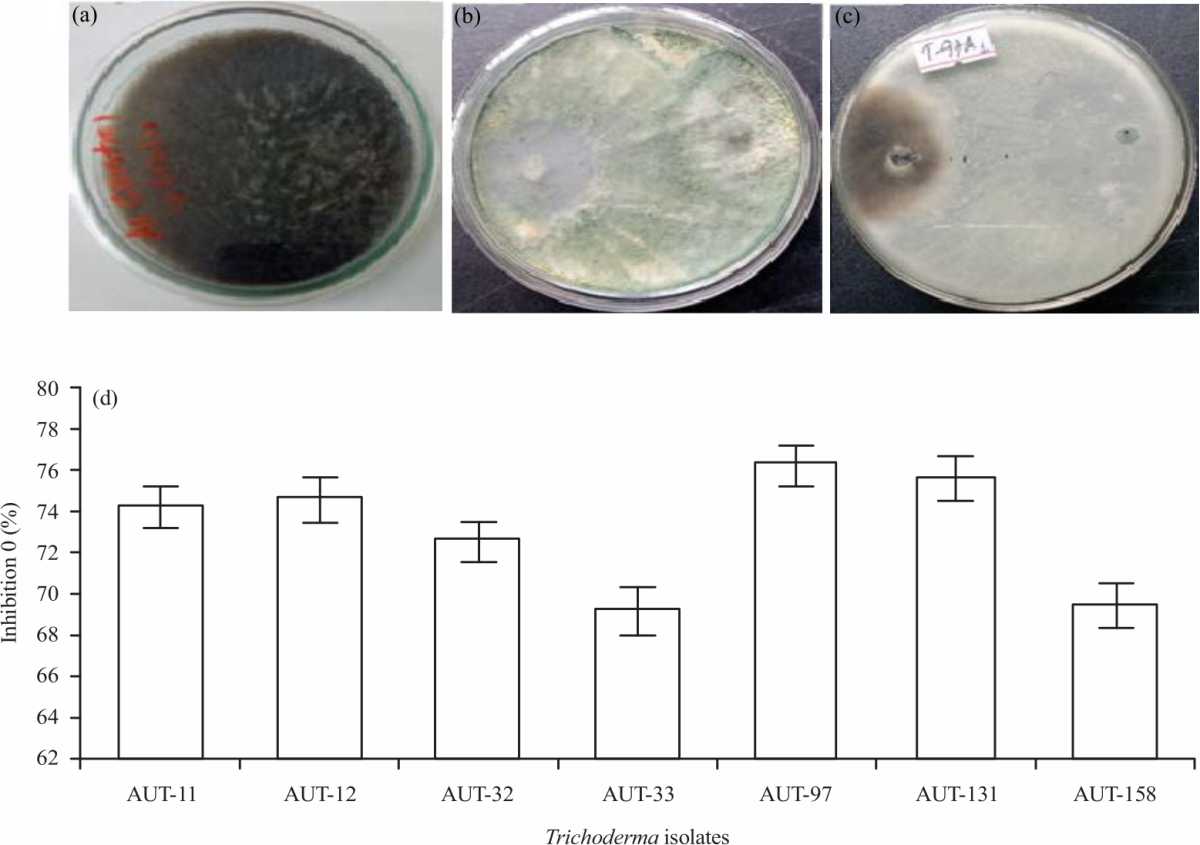 Image for - Antifungal Activity Evaluation of Trichoderma Species Against Fusarium Wilt and Alternaria Leaf Blight of Sesame (Sesame indicum L.) Under in vitro Conditions