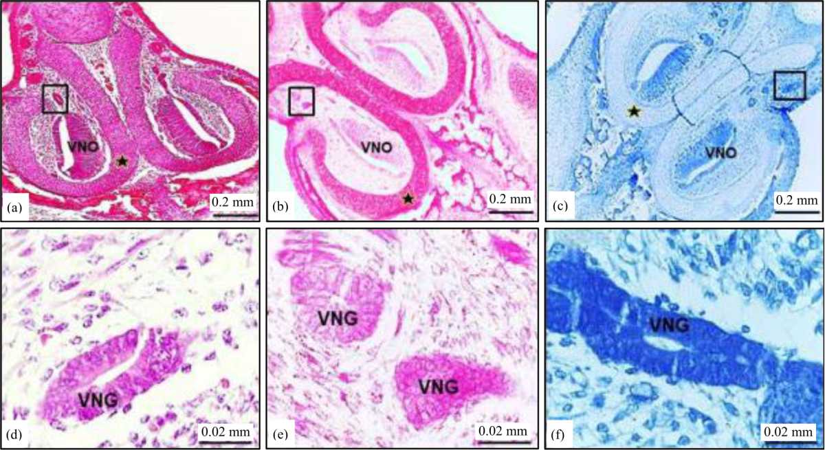 Image for - Histogenesis of the Vomeronasal Organ in New Zealand White Rabbits