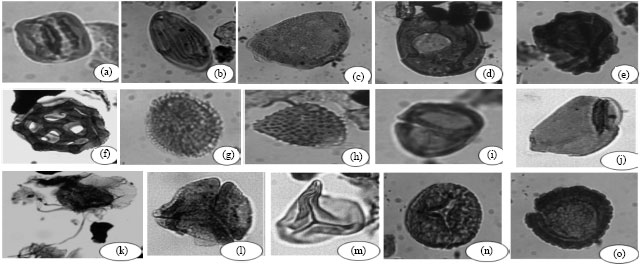 Image for - Palynology and Paleoenvironments of the Upper Araromi Formation, Dahomey Basin, Nigeria