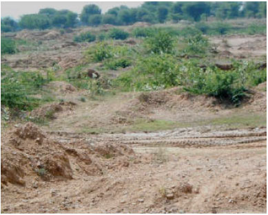Image for - Floristic Diversity Assessment in River Sand Mining near Palri Bhoptan Village, Kisangarh Tehsil, Ajmer District, Rajasthan, India