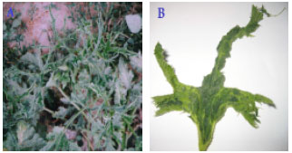 Image for - Comparative Biological and Molecular Variability of Zucchini yellow mosaic virus in Iran