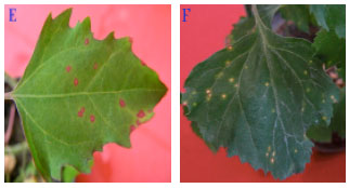 Image for - Comparative Biological and Molecular Variability of Zucchini yellow mosaic virus in Iran