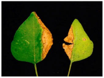 Image for - First Report of Curvularia lunata Associated with Leaf Spot of Amaranthus spinosus