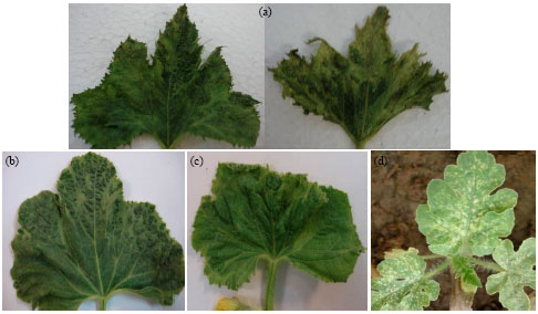 Image for - Diagnosis and Molecular Variability of Watermelon mosaic virus Isolates from North, East, North-east and North-west Regions of Iran