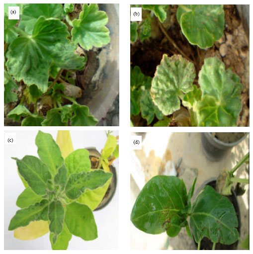 Image for - First Report of Cucumber mosaic virus Infecting Geraniums (Pelargonium spp.) in Iran