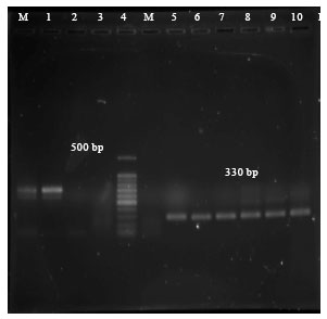 Image for - First Report of Diaporthe/Phomopsis Complex Isolates in Soybean from Malaysia and Their Longevity in Stored Seeds