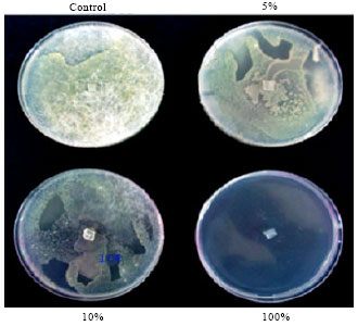 Image for - Identification and Controlling Pythium sp. Infecting Tomato Seedlings Cultivated in Jordan Valley using Garlic Extract