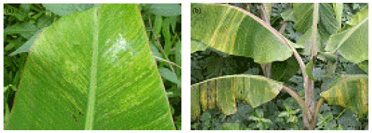 Image for - First Report and Molecular Characterization of Exogenous Banana Steak Mysore Virus from Banana in Indonesia