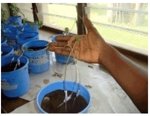Image for - Screening of Cowpea Genotypes for Resistance to Macrophomina phaseolina Infection using Two Methods of Inoculation