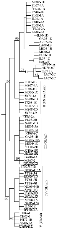 Image for - Genetic Diversity and Origins of Phakopsora pachyrhizi Isolates in the United States