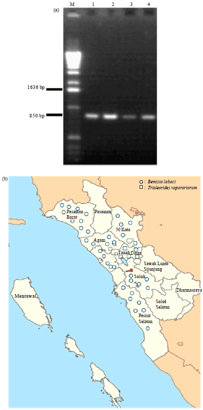 Image for - Existence of Two Distinct Whiteflies in Chilli-Pepper Cultivation in West  Sumatra-Indonesia Based on Mitochondria Cytochrome Oxidase I Gene Sequences