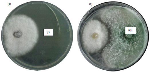 Image for - Potential of Trichoderma spp. as Biological Control Agents Against Bakanae Pathogen (Fusarium fujikuroi) in Rice