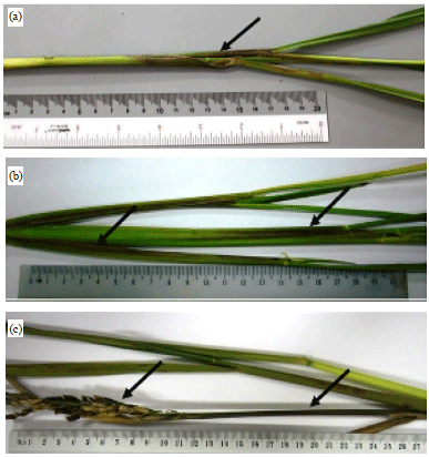 Image for - Phenotypic Characterization and Molecular Identification of Malaysian Pseudomonas fuscovaginae Isolated from Rice Plants