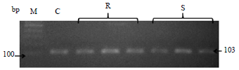 Image for - Expression of Class II Chitinase Gene in Chilli (Capsicum annuum L.) as Response to Fusarium oxysporum Pathogen Attack