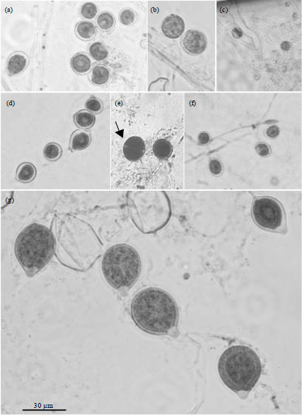 Image for - Identification of Pythium and Phytophthora Associated with Durian (Durio sp.) in Indonesia: Their Molecular and Morphological Characteristics and Distribution