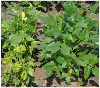 Image for - Serological Screening of Cowpea Genotypes for Resistance against Cowpea Aphid Borne Mosaic Virus Using DAS-ELISA