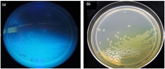Image for - Phenotypic Characterization and Molecular Identification of Malaysian Pseudomonas fuscovaginae Isolated from Rice Plants