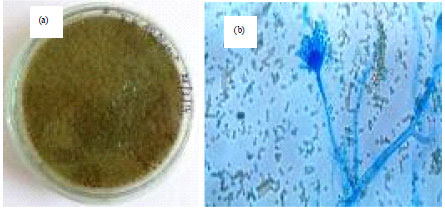 Image for - Isolation, Identification and in vitro Screening of Rhizospheric Fungi for Biological Control of Macrophomina phaseolina