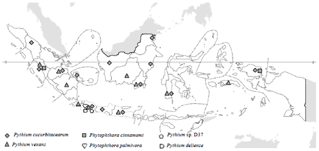 Image for - Identification of Pythium and Phytophthora Associated with Durian (Durio sp.) in Indonesia: Their Molecular and Morphological Characteristics and Distribution