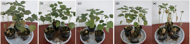 Image for - Construction of a Large Mutational Library from a Defoliating Verticillium dahliae Strain and its Evaluation