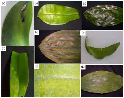 Image for - Molecular Characterization of Odontoglossum Ringspot Virus (ORSV) in Java and Bali, Indonesia