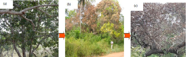 Image for - Fusarium Wilt Disease: An Emerging Threat to Cashew Nut Crop Production in Tanzania