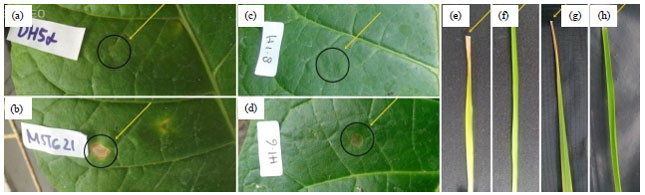 Image for - Rice Phyllosphere Actinomycetes as Biocontrol Agent of Bacterial Leaf Blight Disease on Rice